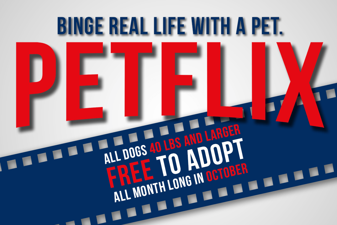 Petflix October Adoption Special