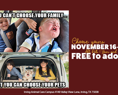 November Adoption Special