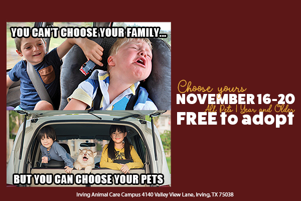 November Adoption Special